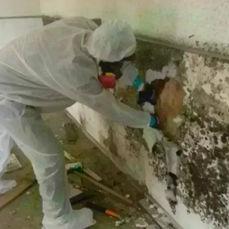 Mold Remediation and Removal in Golconda, IL